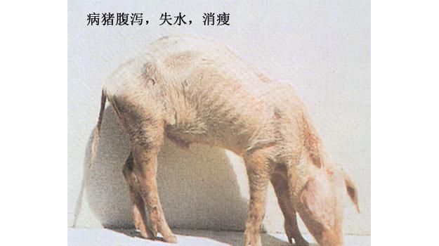 猪副伤寒症状图片