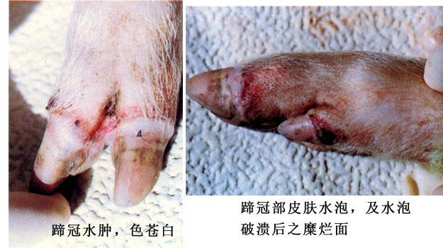 猪口蹄疫 治疗方法图片