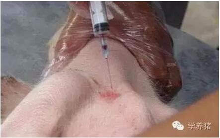 猪脖子采血位置图片